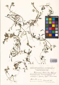 Ranunculus trichophyllus Chaix, Eastern Europe, Moscow region (E4a) (Russia)