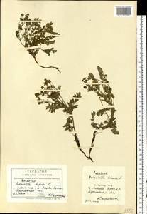 Sibbaldianthe bifurca (L.) Kurtto & T. Erikss., Eastern Europe, Central forest region (E5) (Russia)