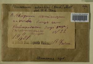Pleurozium schreberi (Willd. ex Brid.) Mitt., Bryophytes, Bryophytes - Permsky Krai, Udmurt Republic, Sverdlovsk & Kirov Oblasts (B8) (Russia)