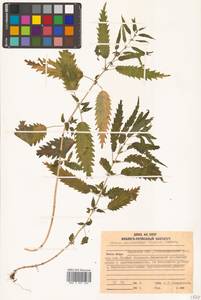 Urtica dioica var. holosericea Fr., Siberia, Russian Far East (S6) (Russia)