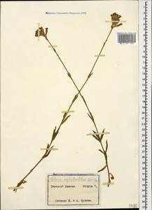 Silene spergulifolia subsp. spergulifolia, Caucasus (no precise locality) (K0)