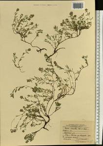 Thymus × dimorphus Klokov & Des.-Shost., Eastern Europe, Central forest-and-steppe region (E6) (Russia)