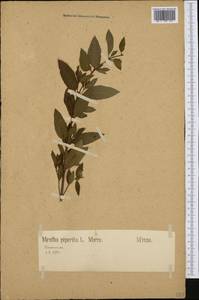 Mentha × piperita L., Western Europe (EUR) (Germany)