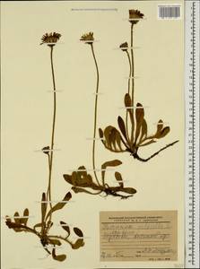 Pilosella officinarum Vaill., Caucasus, Georgia (K4) (Georgia)