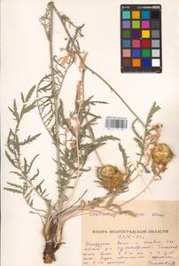 Rhaponticoides taliewii (Kleopow) M. V. Agab. & Greuter, Eastern Europe, Lower Volga region (E9) (Russia)