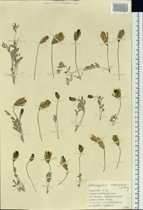 Astragalus macrolobus M.Bieb., Siberia, Altai & Sayany Mountains (S2) (Russia)