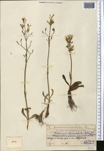 Valeriana chionophila Popov & Kult., Middle Asia, Muyunkumy, Balkhash & Betpak-Dala (M9) (Kazakhstan)