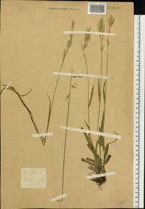 Bromus inermis Leyss., Siberia, Baikal & Transbaikal region (S4) (Russia)