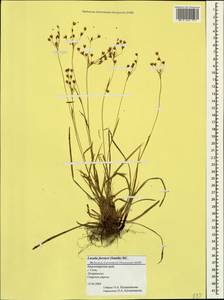 Luzula forsteri (Sm.) DC., Caucasus, Black Sea Shore (from Novorossiysk to Adler) (K3) (Russia)
