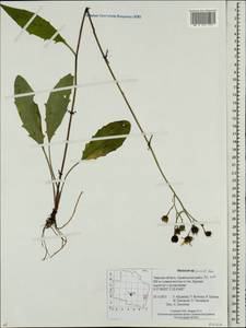 Hieracium lachenalii subsp. deductum (Sudre) Greuter, Eastern Europe, North-Western region (E2) (Russia)