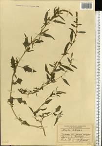 Atriplex tatarica L., Eastern Europe, Central region (E4) (Russia)