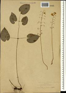 Epimedium pinnatum subsp. colchicum (Boiss.) N. Busch, Caucasus, Abkhazia (K4a) (Abkhazia)