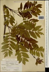 Sorbus aucuparia subsp. aucuparia, Caucasus, Armenia (K5) (Armenia)