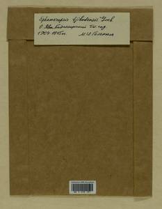 Ephemeropsis tjibodensis K.I. Goebel, Bryophytes, Bryophytes - Asia (outside ex-Soviet states) (BAs) (Indonesia)