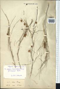 Calligonum murex Bunge, Middle Asia, Syr-Darian deserts & Kyzylkum (M7) (Uzbekistan)