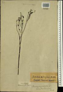 Thesium paniculatum L., Africa (AFR) (South Africa)