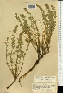 Artemisia rutifolia Steph. ex Spreng., Mongolia (MONG) (Mongolia)