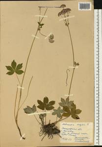 Astrantia major L., Eastern Europe, West Ukrainian region (E13) (Ukraine)