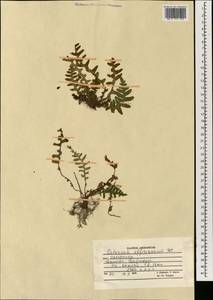 Asplenium ceterach subsp. ceterach, South Asia, South Asia (Asia outside ex-Soviet states and Mongolia) (ASIA) (Afghanistan)