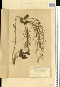 Barbarea vulgaris W. T. Aiton, Eastern Europe, Moscow region (E4a) (Russia)