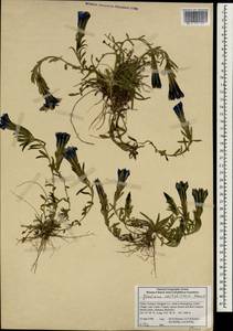Gentiana veitchiorum Hemsl., South Asia, South Asia (Asia outside ex-Soviet states and Mongolia) (ASIA) (China)