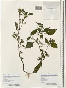 Solanum nigrum L., Caucasus, Black Sea Shore (from Novorossiysk to Adler) (K3) (Russia)
