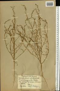 Corispermum nitidum Kit. ex Schult., Eastern Europe, Lower Volga region (E9) (Russia)