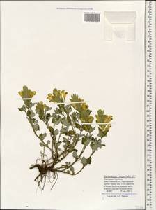 Scutellaria orientalis L., Caucasus, Stavropol Krai, Karachay-Cherkessia & Kabardino-Balkaria (K1b) (Russia)