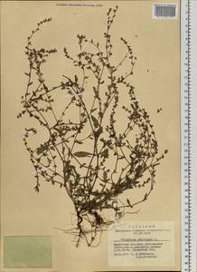 Polygonum aviculare L., Siberia, Altai & Sayany Mountains (S2) (Russia)