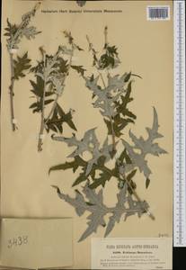 Echinops bannaticus Rochel ex Schrad., Western Europe (EUR) (Hungary)