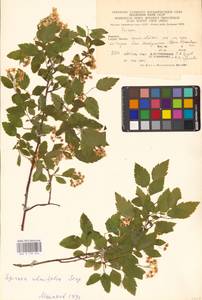Spiraea chamaedryfolia L., Eastern Europe, West Ukrainian region (E13) (Ukraine)