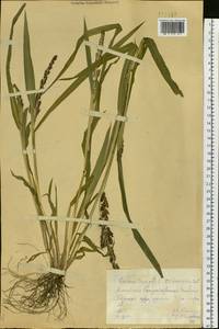 Echinochloa crus-galli (L.) P.Beauv., Siberia, Altai & Sayany Mountains (S2) (Russia)