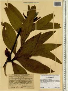 Protea gaguedi J. F. Gmel., Africa (AFR) (Ethiopia)