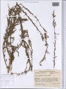 Oenothera filiformis (Small) W. L. Wagner & Hoch, America (AMER) (United States)