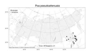 Poa pseudoattenuata Prob., Atlas of the Russian Flora (FLORUS) (Russia)