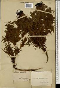 Taxus baccata L., Caucasus, Black Sea Shore (from Novorossiysk to Adler) (K3) (Russia)