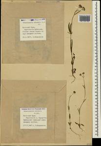 Valerianella coronata (L.) DC., Crimea (KRYM) (Russia)