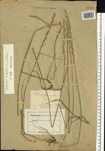 Thinopyrum intermedium subsp. intermedium, Eastern Europe, Central forest-and-steppe region (E6) (Russia)