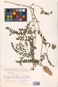 Astragalus cicer L., Eastern Europe, Lower Volga region (E9) (Russia)