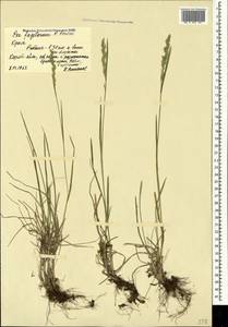 Poa longifolia Trin., Crimea (KRYM) (Russia)