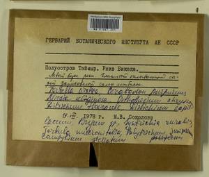 Orthothecium chryseon (Schwägr.) Schimp., Bryophytes, Bryophytes - Krasnoyarsk Krai, Tyva & Khakassia (B17) (Russia)