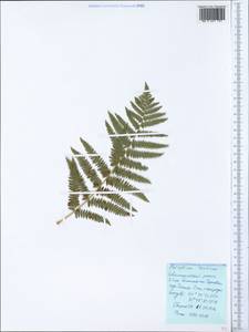Pteridium aquilinum subsp. aquilinum, Crimea (KRYM) (Russia)