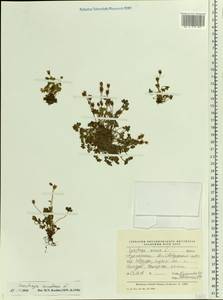 Saxifraga rivularis, Eastern Europe, Northern region (E1) (Russia)