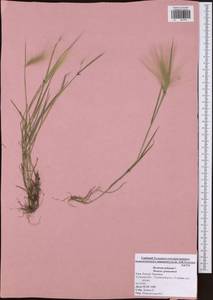 Hordeum jubatum L., Eastern Europe, Central region (E4) (Russia)