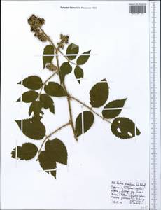 Rubus steudneri Schweinf., Africa (AFR) (Ethiopia)
