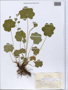 Alchemilla ventiana V. N. Tikhom., Eastern Europe, Middle Volga region (E8) (Russia)