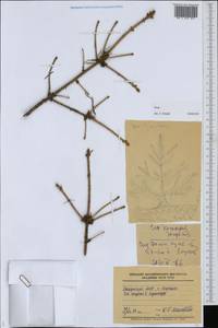 Picea, Eastern Europe, Middle Volga region (E8) (Russia)