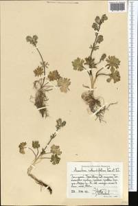Aconitum rotundifolium Kar. & Kir., Middle Asia, Western Tian Shan & Karatau (M3) (Kyrgyzstan)