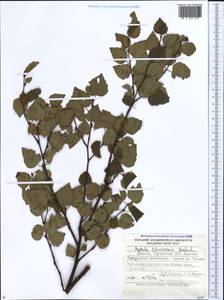Betula pubescens var. litwinowii (Doluch.) Ashburner & McAll., Caucasus, Georgia (K4) (Georgia)