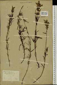 Dracocephalum ruyschiana L., Siberia, Western Siberia (S1) (Russia)